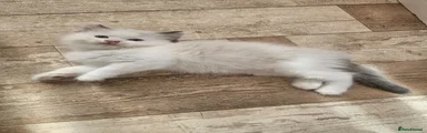 Ragdoll 1