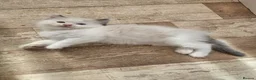 Ragdoll cats for sale: Pure Ragdolls in Pontypool - Advert 10