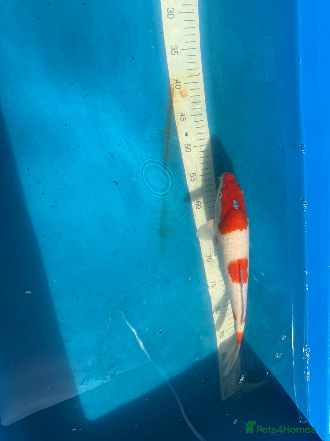 Koi Carp fish for sale: Various koi carp for sale  - Image 10
