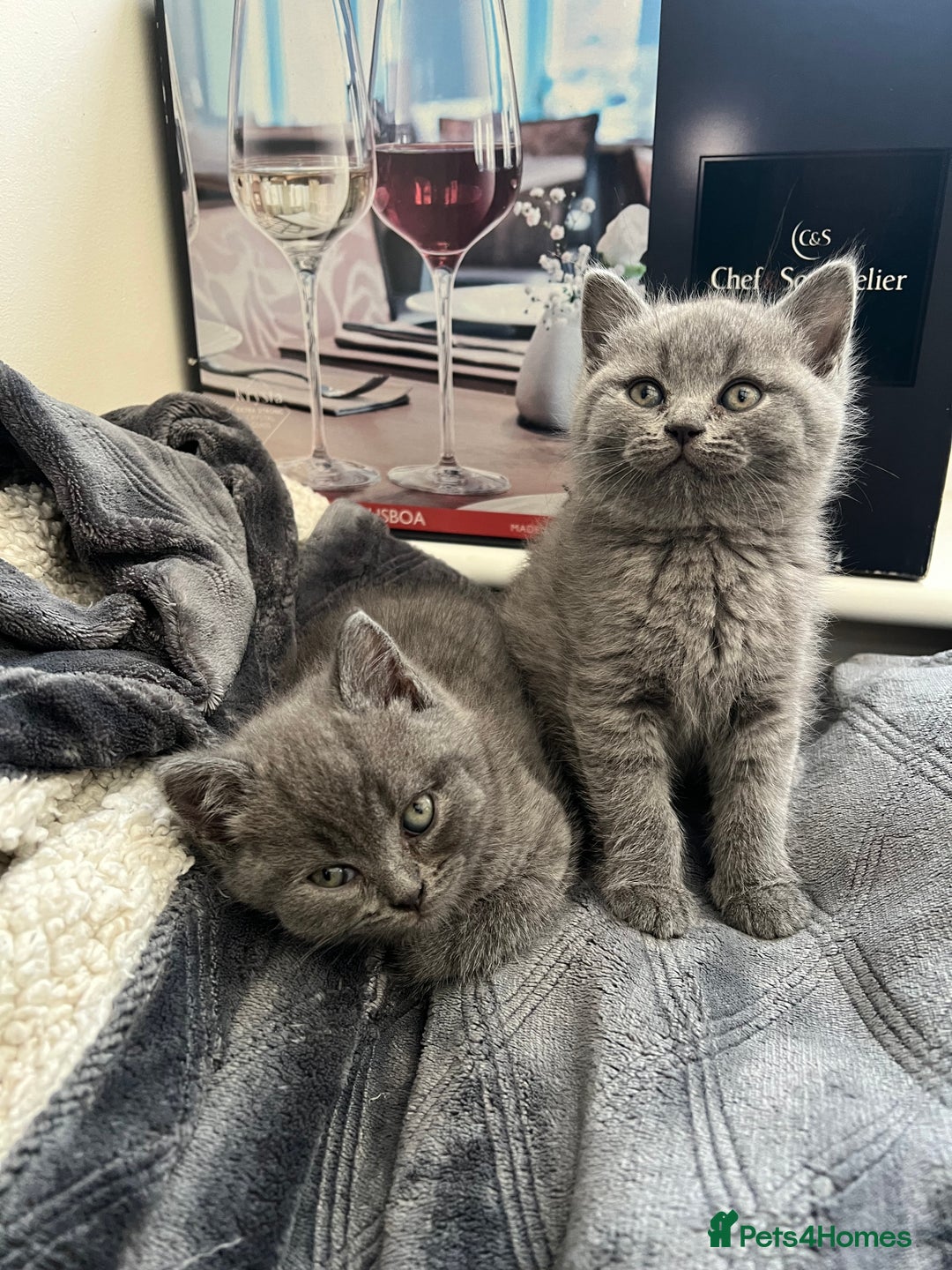 British Shorthair cats for sale: Beautiful British Shorthair Kittens Home Raised  - Advert 15
