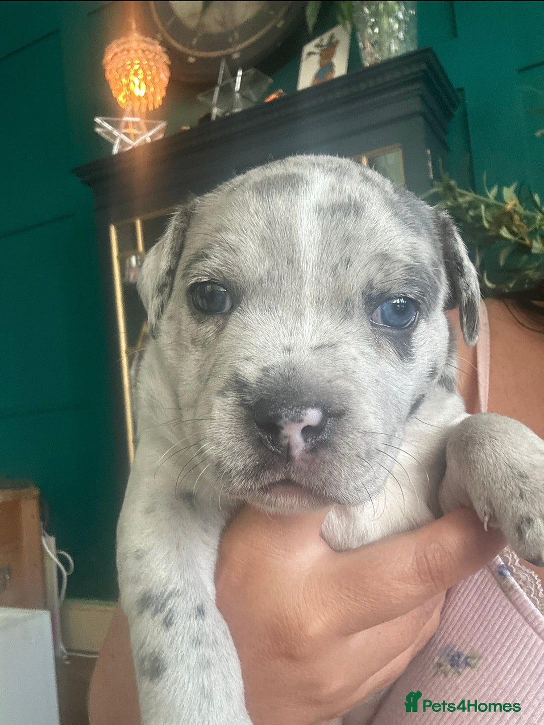 Staffordshire Bull Terrier dogs for sale: Blue and Merle girl Staffordshire Bull Terrier - Image 2