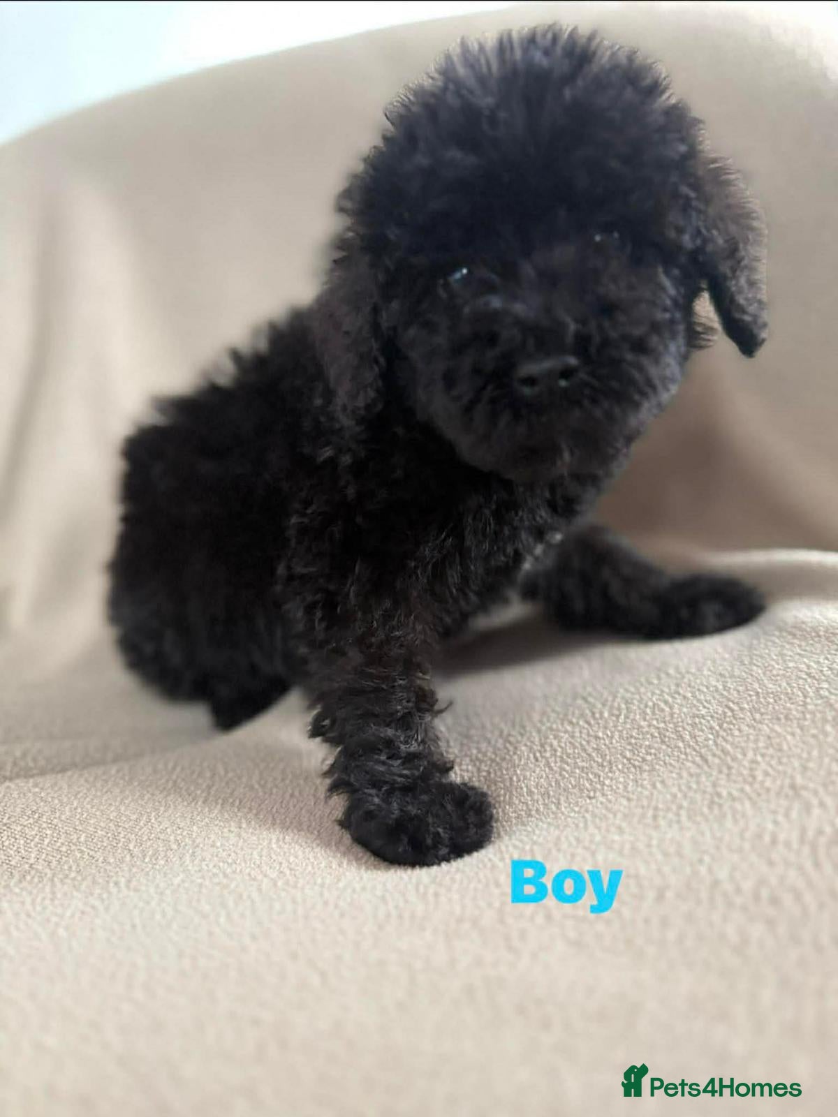 Cockapoo dogs Stunning puppies  - Advert 13