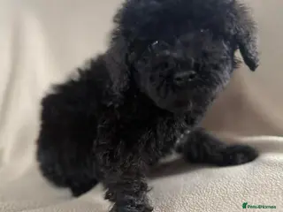 Cockapoo dogs Stunning puppies - Advert 13