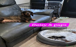 Dachshund dogs for sale: Beautiful Dapple Dachunds - Image 4