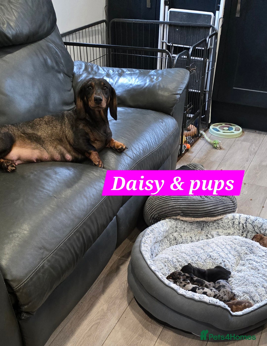 Dachshund dogs for sale: Beautiful Dapple Dachunds - Image 4
