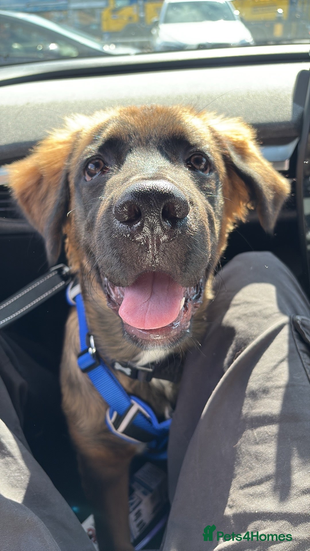 Mixed Breed dogs for sale: German shepherd x cane corso - Image 8