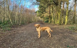 Labrador Retriever dogs for sale: Lovely Labrador Puppies ready next weekend - Image 6