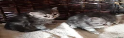 Siberian cats for sale: Absolutely Fabulous Kittens - Advert 16