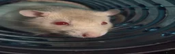 Rat rodents for sale:  4 Rats and large cage setup for sale - Advert 4