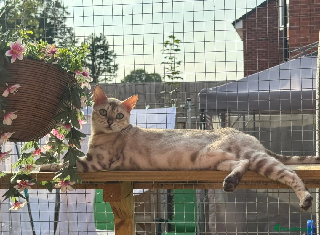 Bengal cats for sale: Beautiful Health Tested Bengals - Advert 1