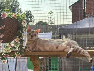 Bengal cats Beautiful Health Tested Bengals - Advert 4