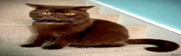 British Shorthair cats for sale: Gccf Chocolate & lilac British shorthair kittens  - Advert 32