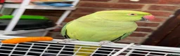 Ringnecks birds for sale: Ringneck Friendly  for sale in Heckmondwike - Advert 11