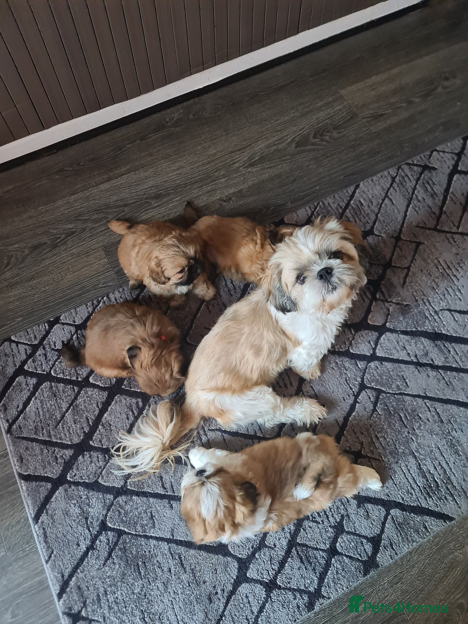 Shih Tzu dogs Beautiful shihtzu puppies 4 boys. - Advert 1