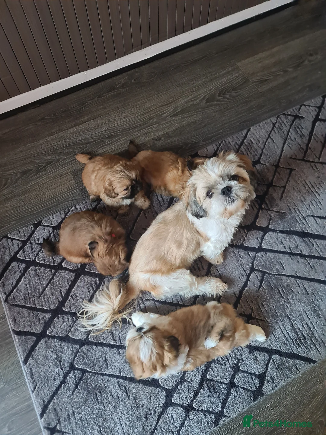 Shih Tzu dogs for sale: Beautiful shihtzu puppies 4 boys. - Advert 1