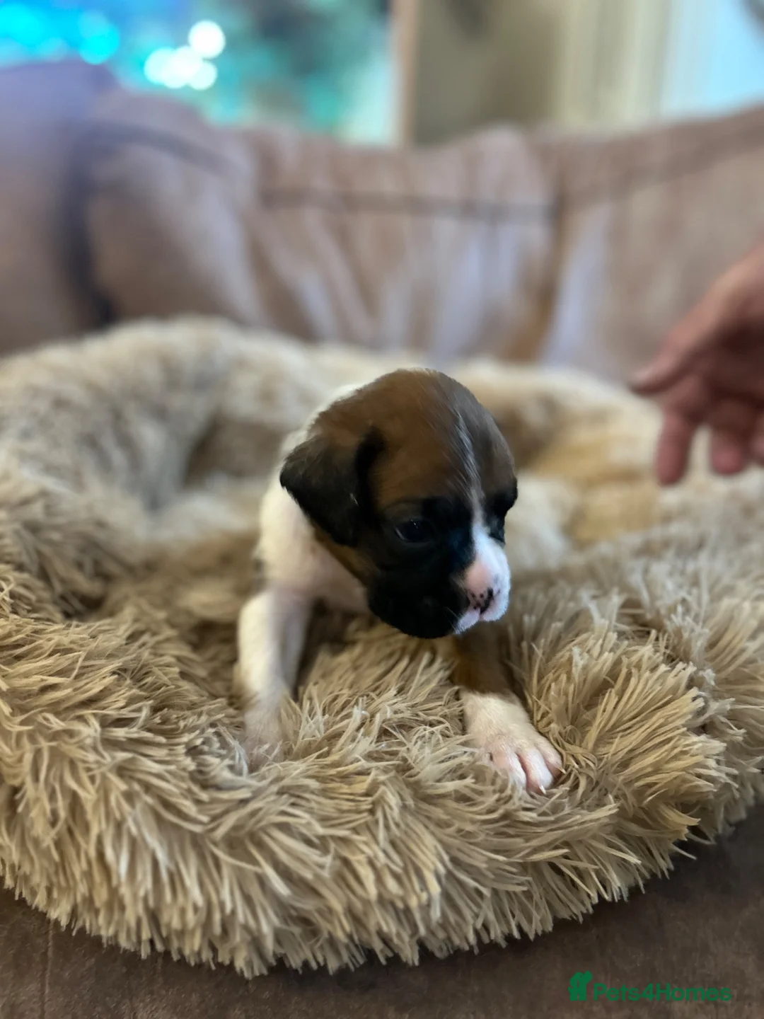 Boxer dogs for sale: Beautiful long and Bob tail kc reg puppies  - Advert 24