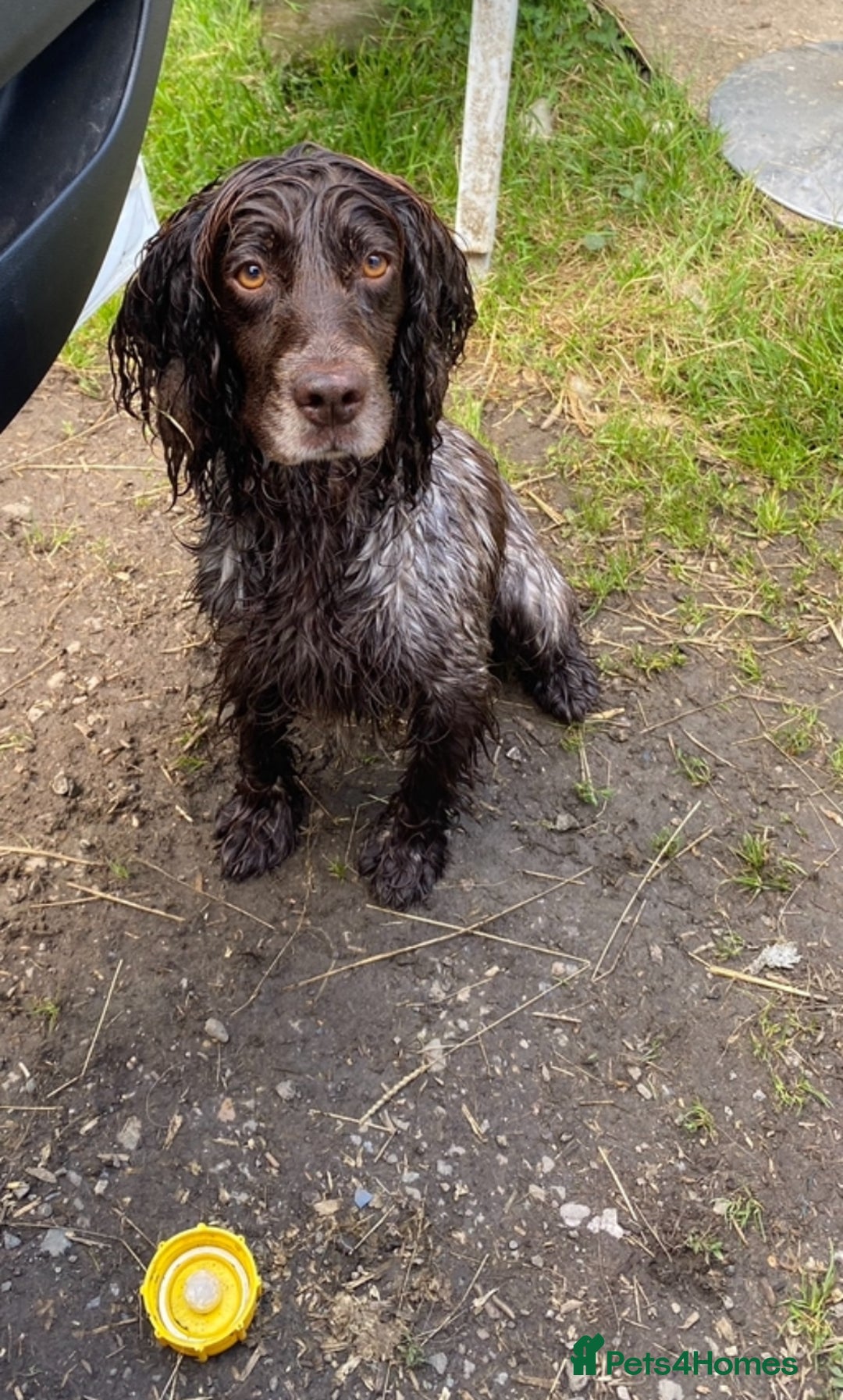 Cocker Spaniel dogs for sale: Cocker spaniel for sale  - Image 8