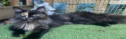 Maine Coon cats for sale: Beautiful Maine coon girl - Advert 1