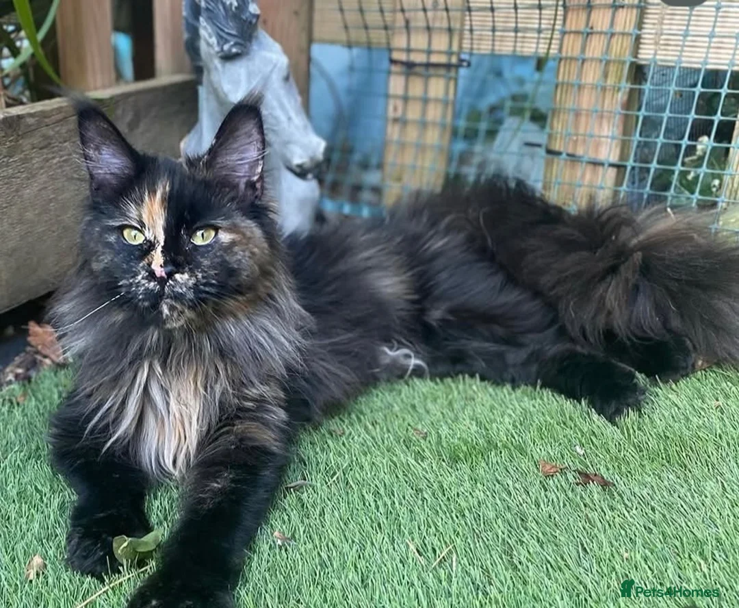 Maine Coon cats for sale: Beautiful Maine coon girl - Advert 1