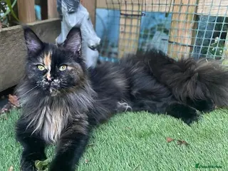 Maine Coon cats Beautiful Maine coon girl - Advert 13