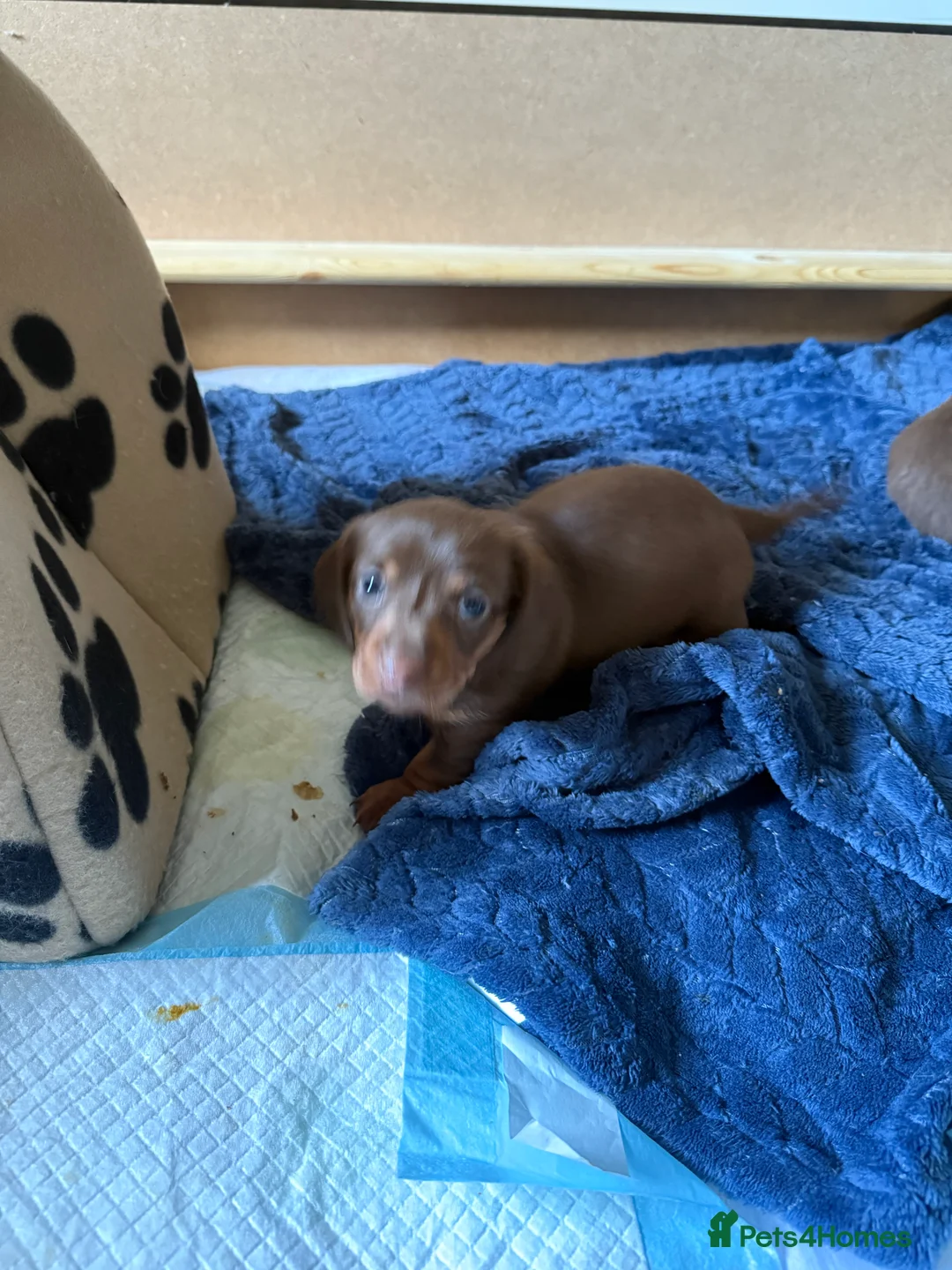 Miniature Dachshund dogs for sale: Miniature dachshund puppies!  - Advert 15