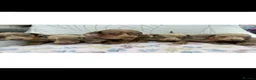 Miniature Dachshund dogs for sale: Miniature Dachshund - Advert 2