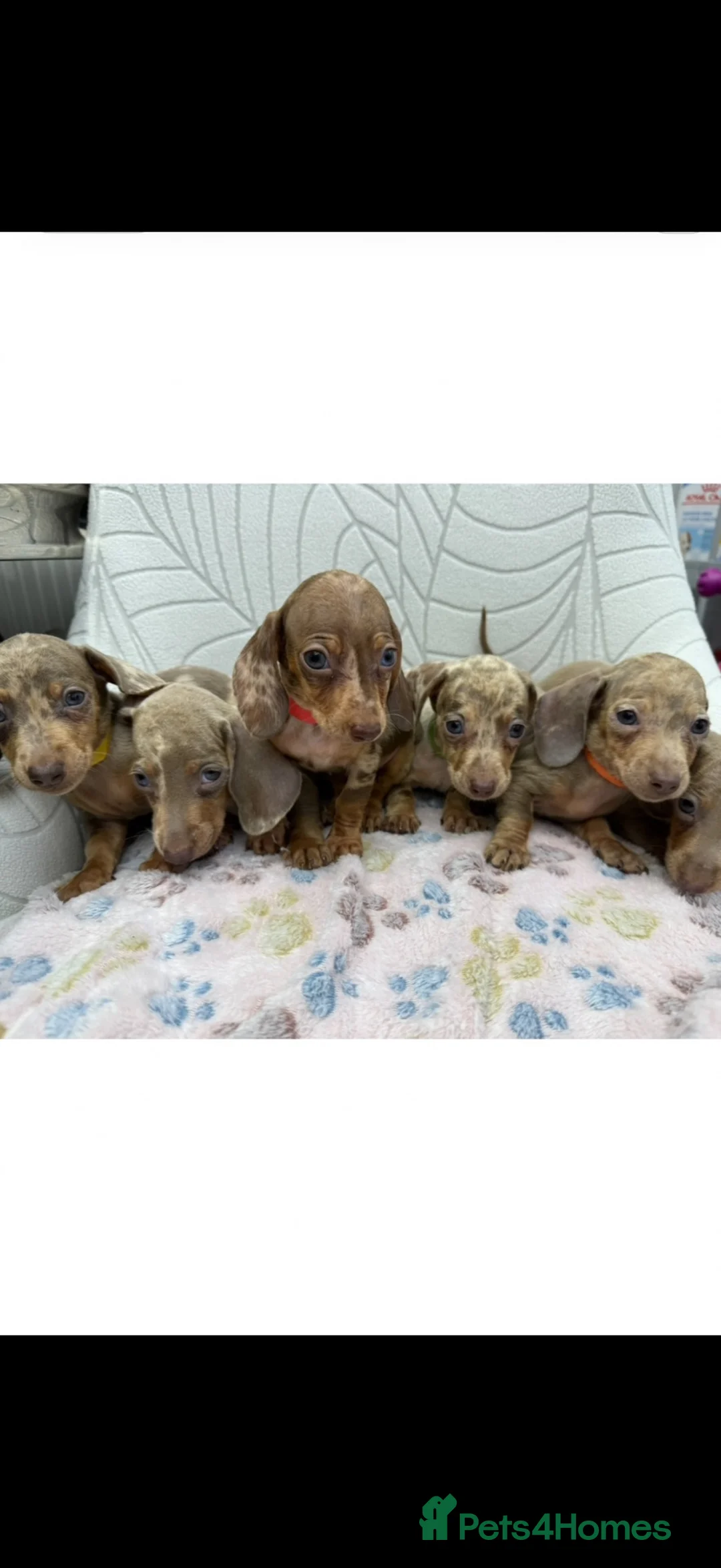 Miniature Dachshund dogs for sale: Miniature Dachshund - Advert 2