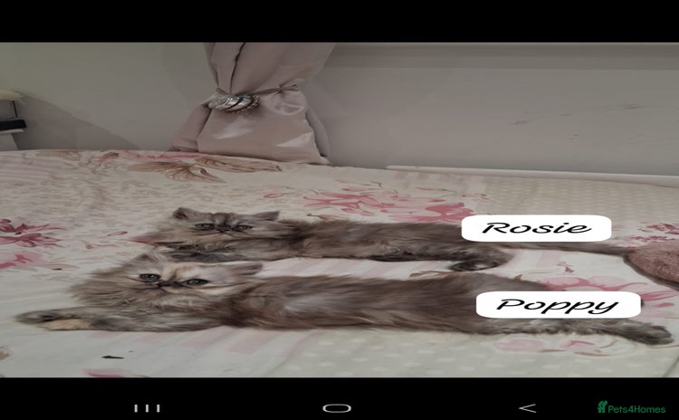 Persian cats - Advert 1