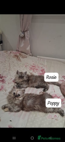 Persian cats - Advert 1