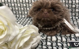 Shih Tzu dogs for sale: Exquisite Doll Faced Lilac Imperial Girl 🎀  - Image 1
