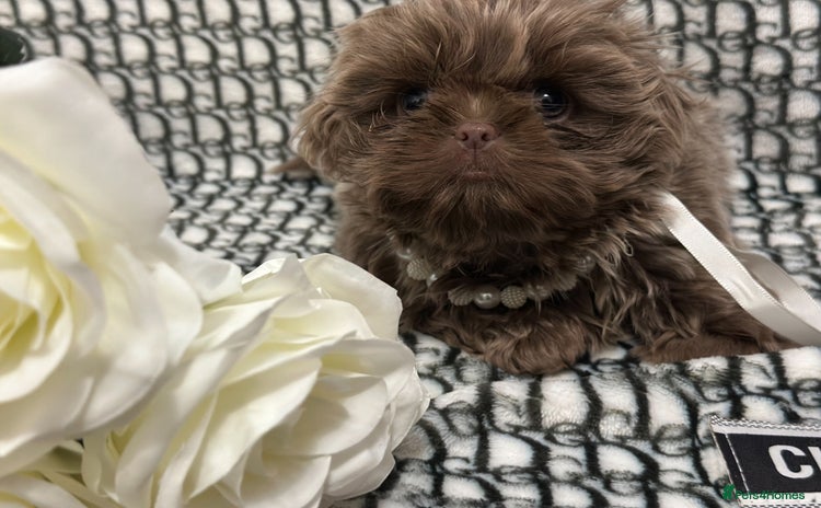 Shih Tzu dogs - Advert 3