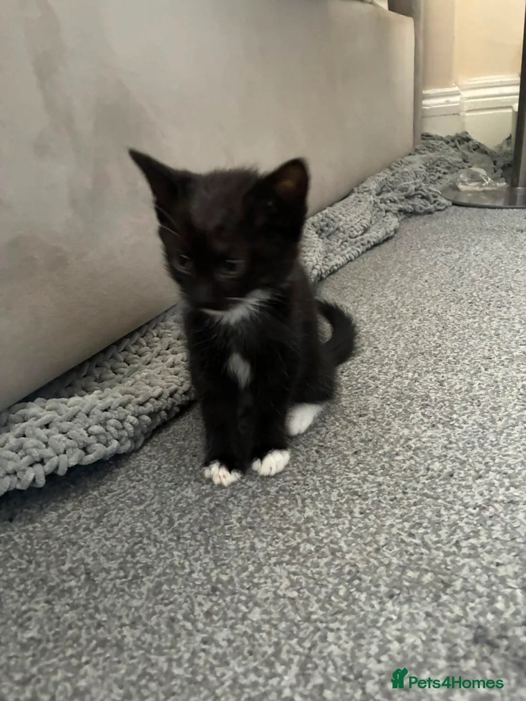 Mixed Breed cats for sale: Tabby kittens - Advert 2
