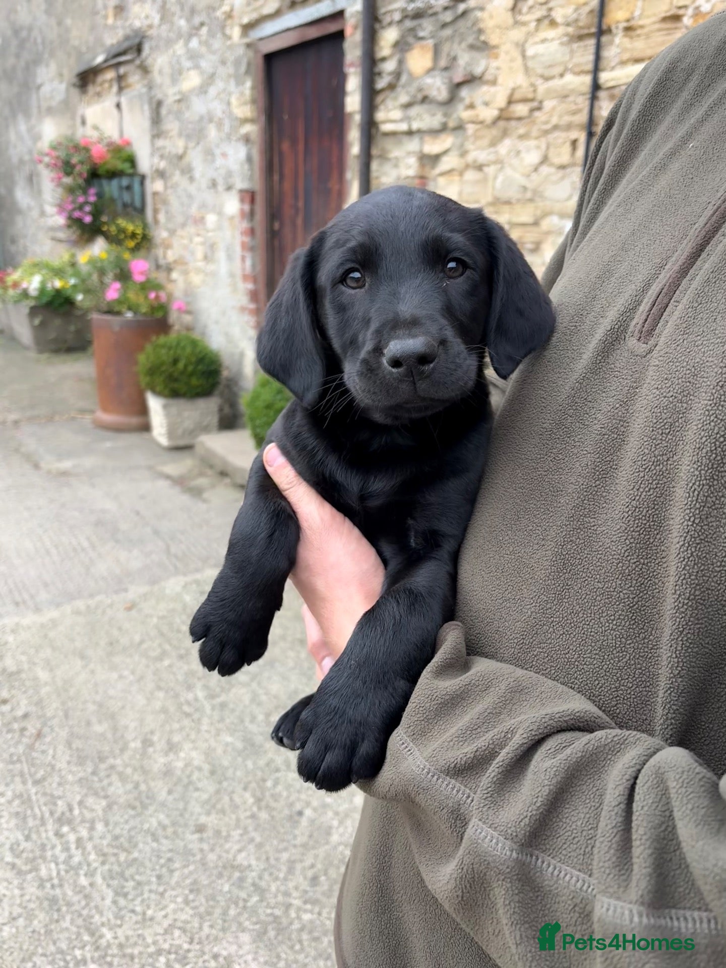 Labrador Retriever dogs Black & Fox Red KC Labradors - Advert 2