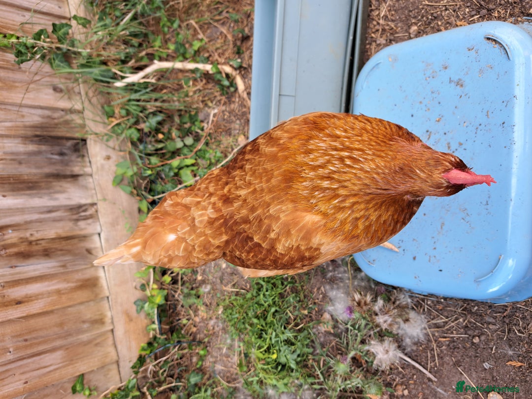 Chickens poultry for sale: Healthy, Happy ISA Brown Hen - Image 11