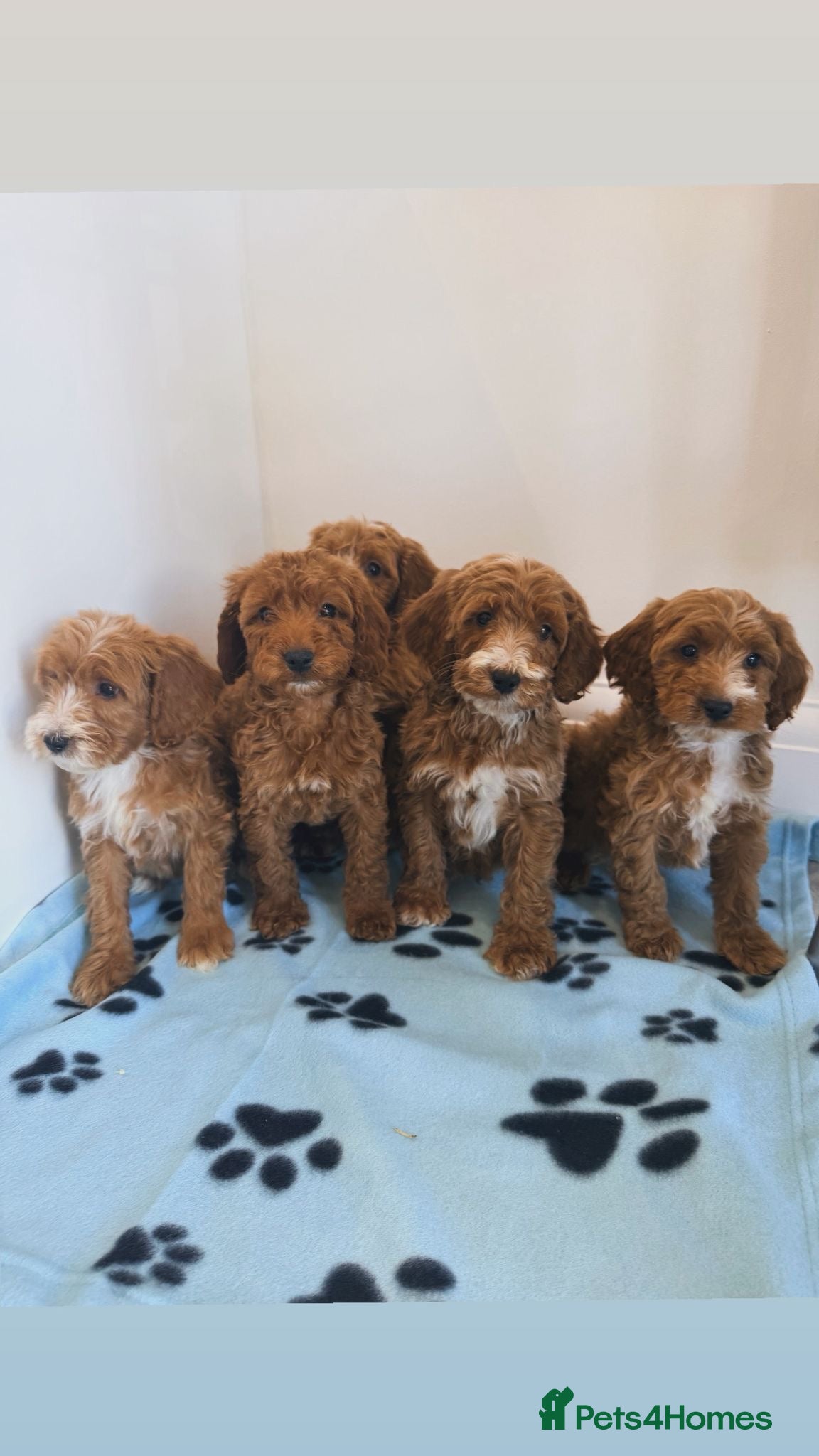 Cockapoo dogs F1 boy cockapoo puppies  - Advert 2