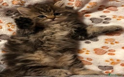 Ragdoll cats for sale: Ragdoll + Persian Breed London  - Image 2