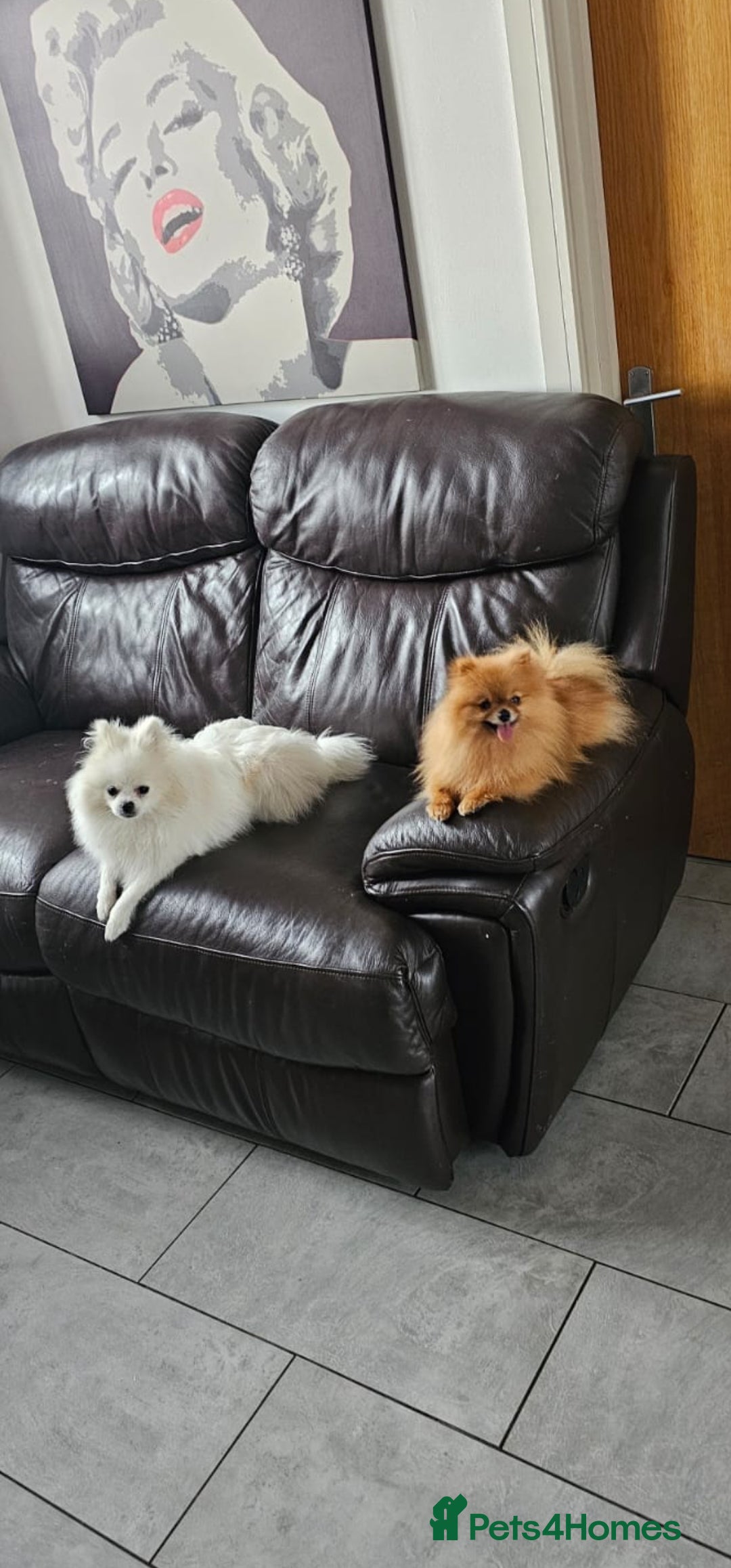 Pomeranian dogs for sale: Hi my name it's Laura - Advert 6