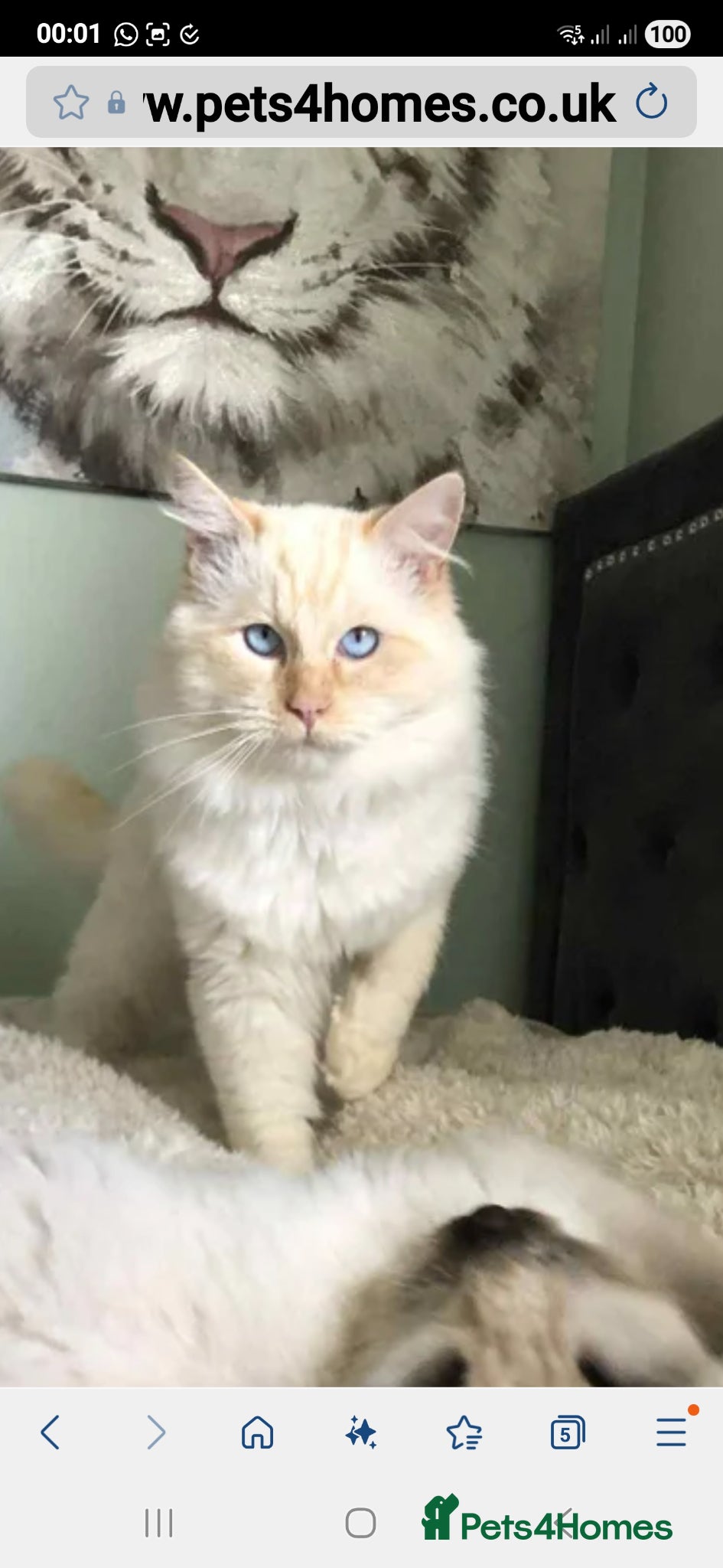 Mixed Breed cats For sale  - Advert 4
