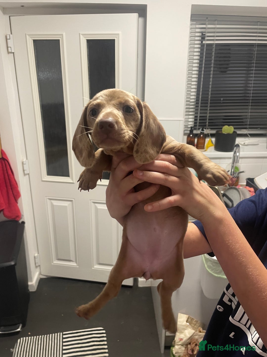 Miniature Dachshund dogs for sale: 2 x Miniature dachshund  - Image 20