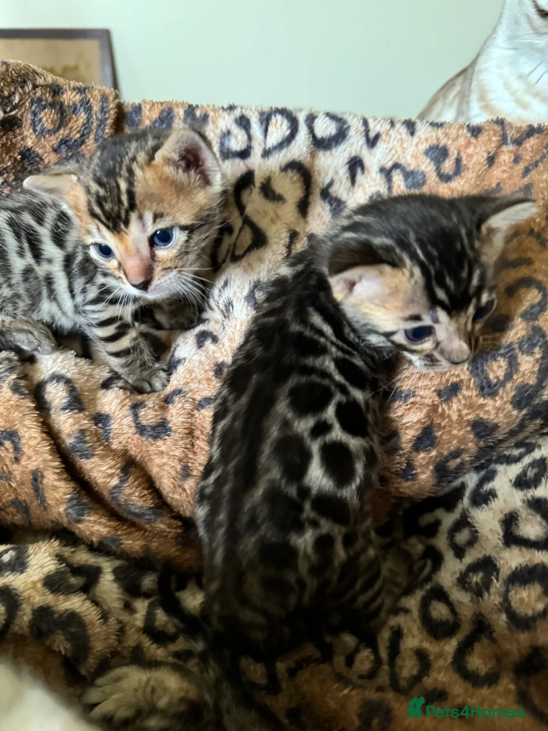 Bengal cats for sale: Stunning Bengals with European Champion father!  - Advert 12