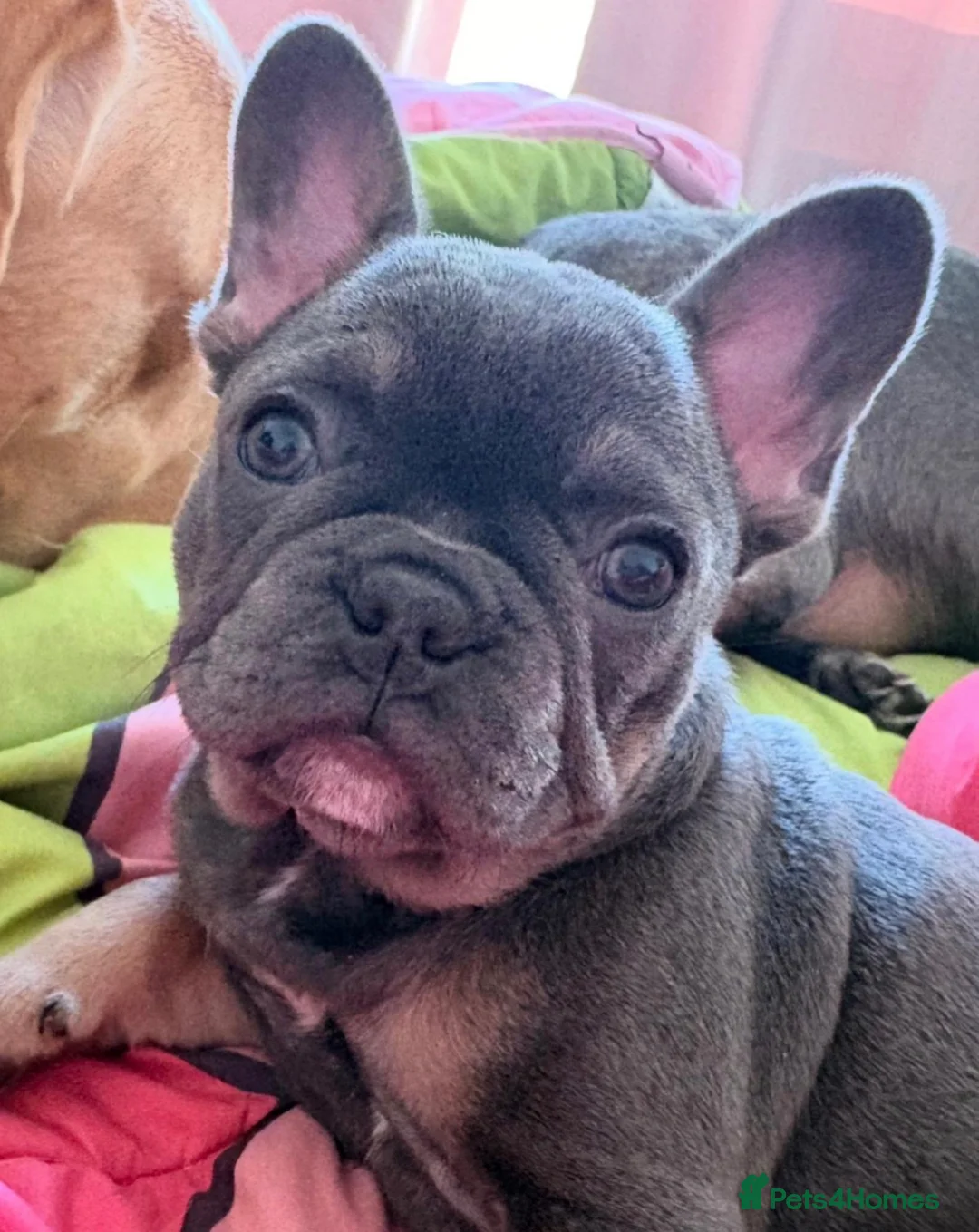 French Bulldog dogs for sale: 1 GIRL REMAINING FROM LITTER OF 5 FRENCH BULLDOGS  - Advert 2