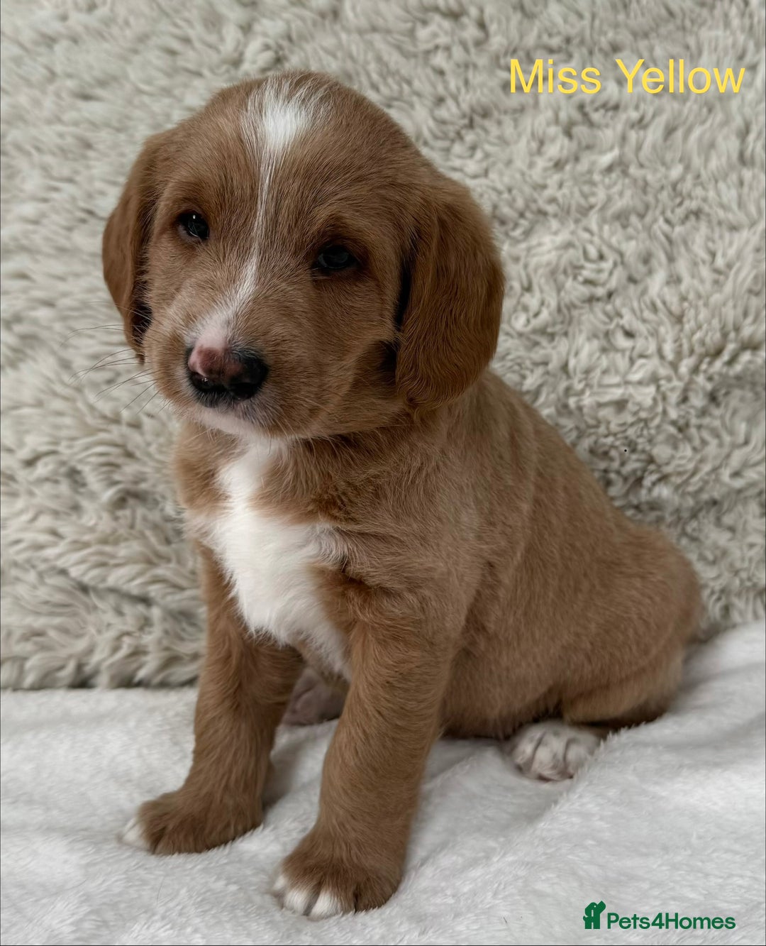 Australian Labradoodle dogs for sale: Australian Labradoodle Pups  - Advert 29