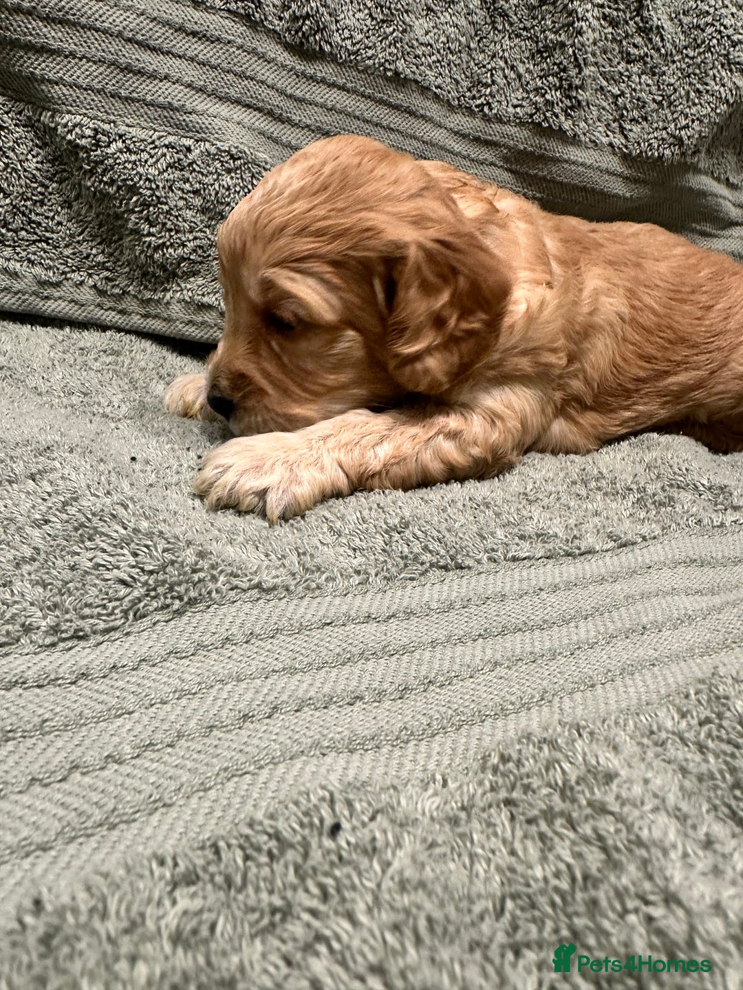 Cockapoo dogs for sale: Beautiful tiny cockapoos!  - Image 2