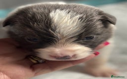 Border Collie dogs for sale:  Long Haired KC Reg Border Collie puppies for sale - Image 25