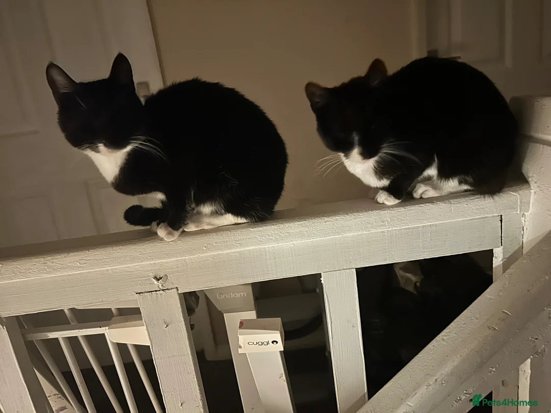 Mixed Breed cats for sale: Two cats - Advert 2