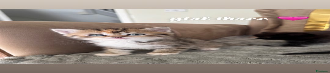 kitty 3