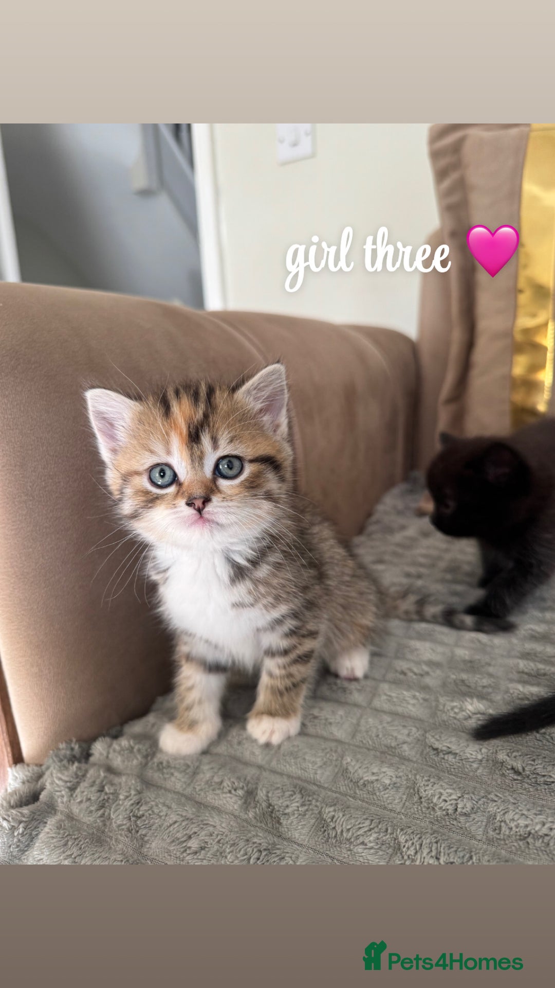 Persian cats for sale: mixed persian & bombay kittens  in Maidstone - Image 12