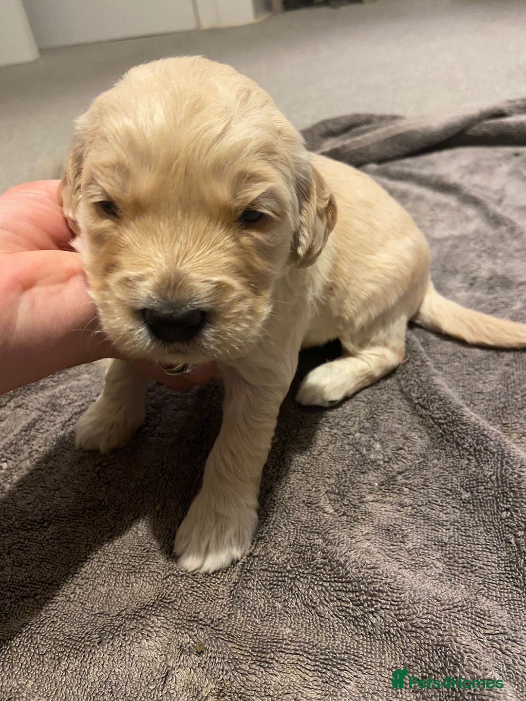 Mini Goldendoodle dogs for sale: F2 mini golden doodle puppies.  - Advert 21