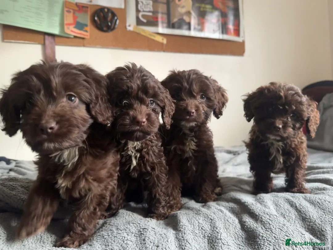 Cockapoo dogs for sale: Adorable F1 chocolate cockapoo pups - Advert 8
