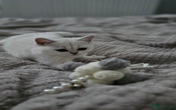 British Shorthair cats for sale: Girl cat - Image 4